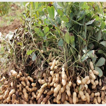 تولید بادام زمینی در بسته بندی های متنوع