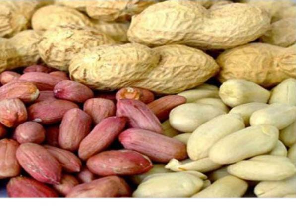 بزرگ ترین بازار فروش بادام زمینی در کشور