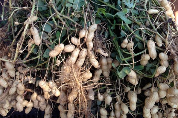 لیست قیمت فروش بادام زمینی در ایران